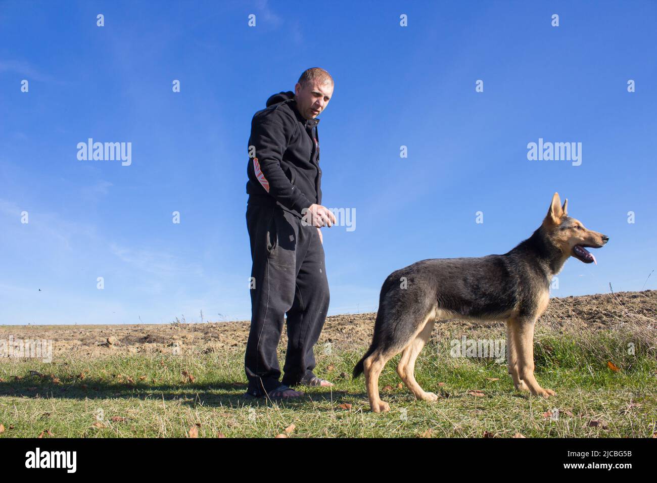 l'uomo in natura nel campo del pastore della razza del cane Foto Stock