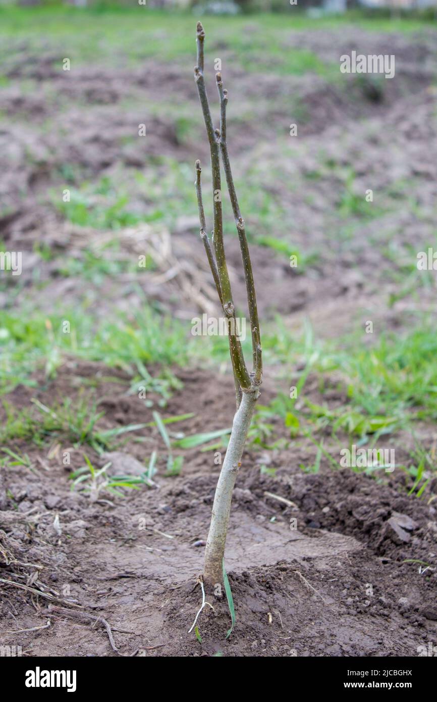 giovani noci piantate nel terreno Foto Stock