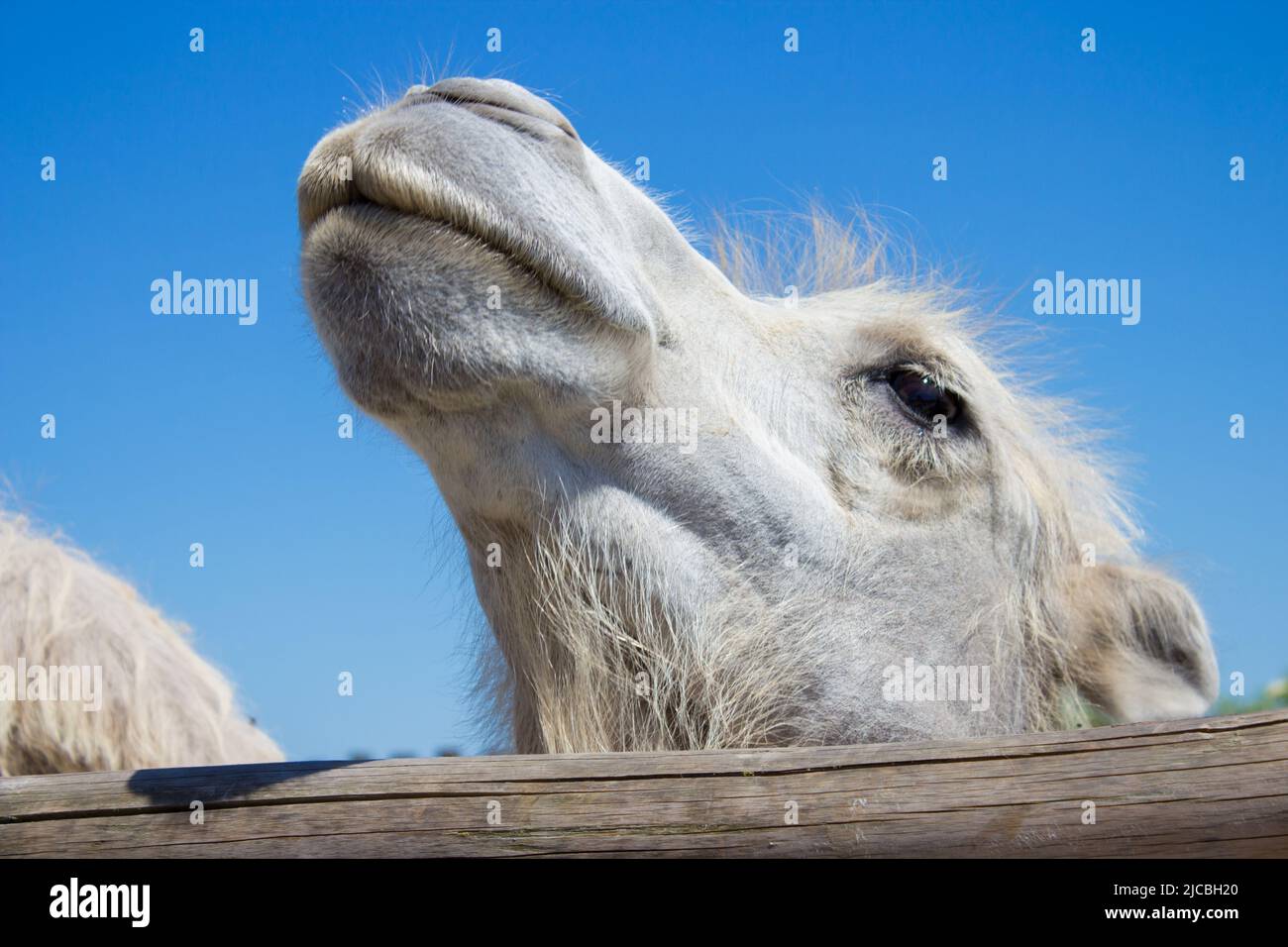 testa a cammello sollevata Foto Stock