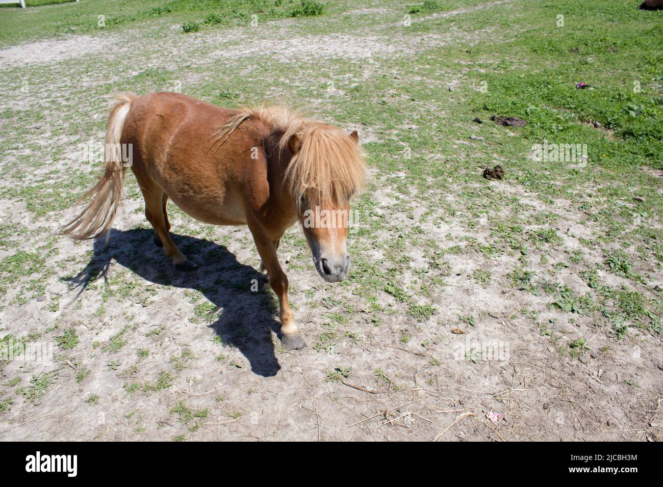 cavallo pony all'aperto Foto Stock