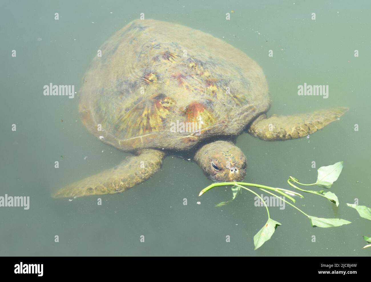 Tartaruga di mare che mangia erba in un acquario Foto Stock