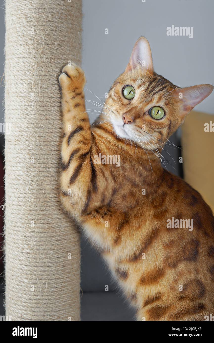 Un gatto domestico affila le sue griffe su un palo graffiante. Foto Stock