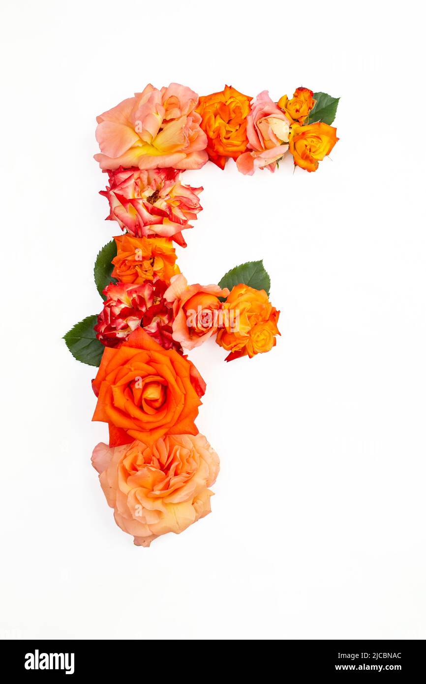 La lettera maiuscola F è fatta con rose rosse arancioni, isolate su sfondo bianco Foto Stock