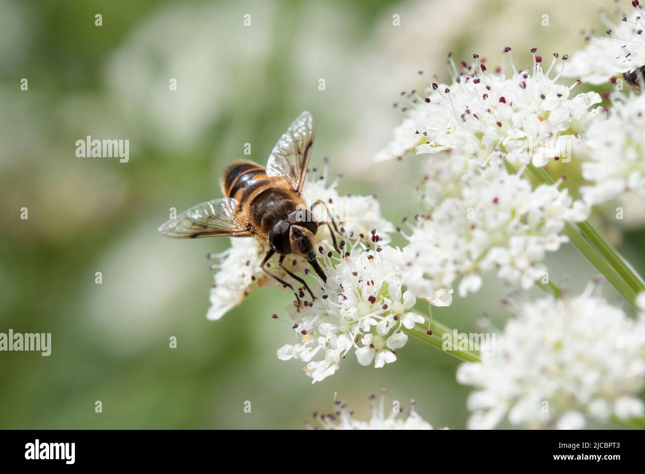 Unamed hover fly sedette sul prezzemolo della mucca in Cornovaglia, Inghilterra Foto Stock