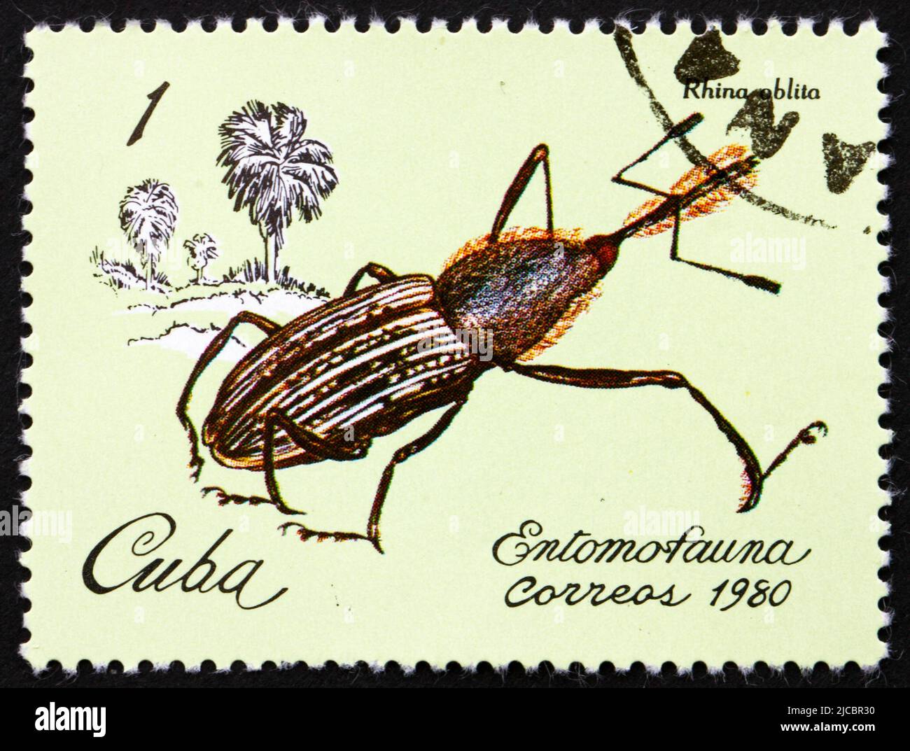 CUBA - CIRCA 1981: Un francobollo stampato nella Cuba mostra Weevil, Rhina Oblita, Insect, circa 1981 Foto Stock