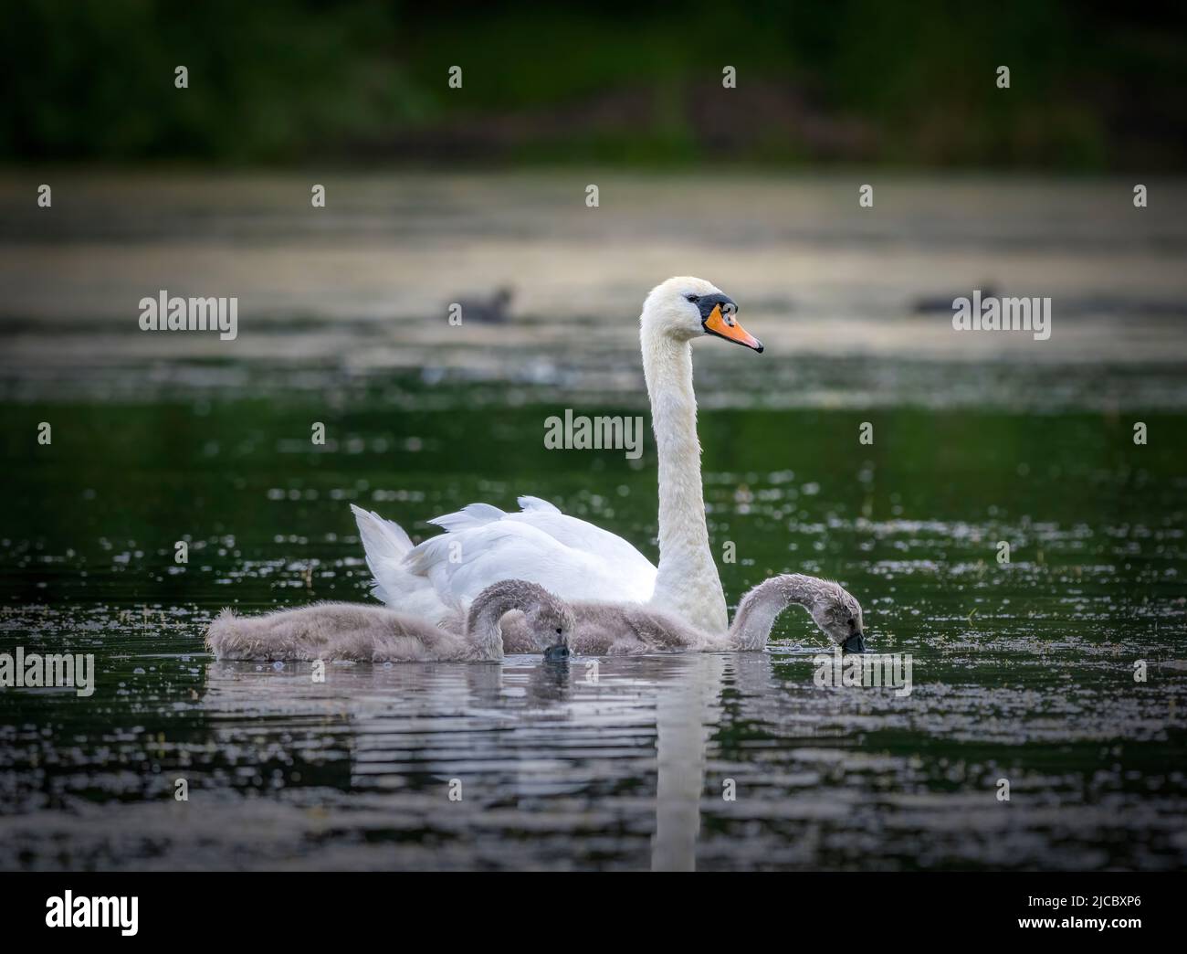 Un adulto Mute Swan (Cygnus olor) aggraziato su un lago con due cigneti in Stanley Park, Blackpool, Lancashire, Regno Unito Foto Stock