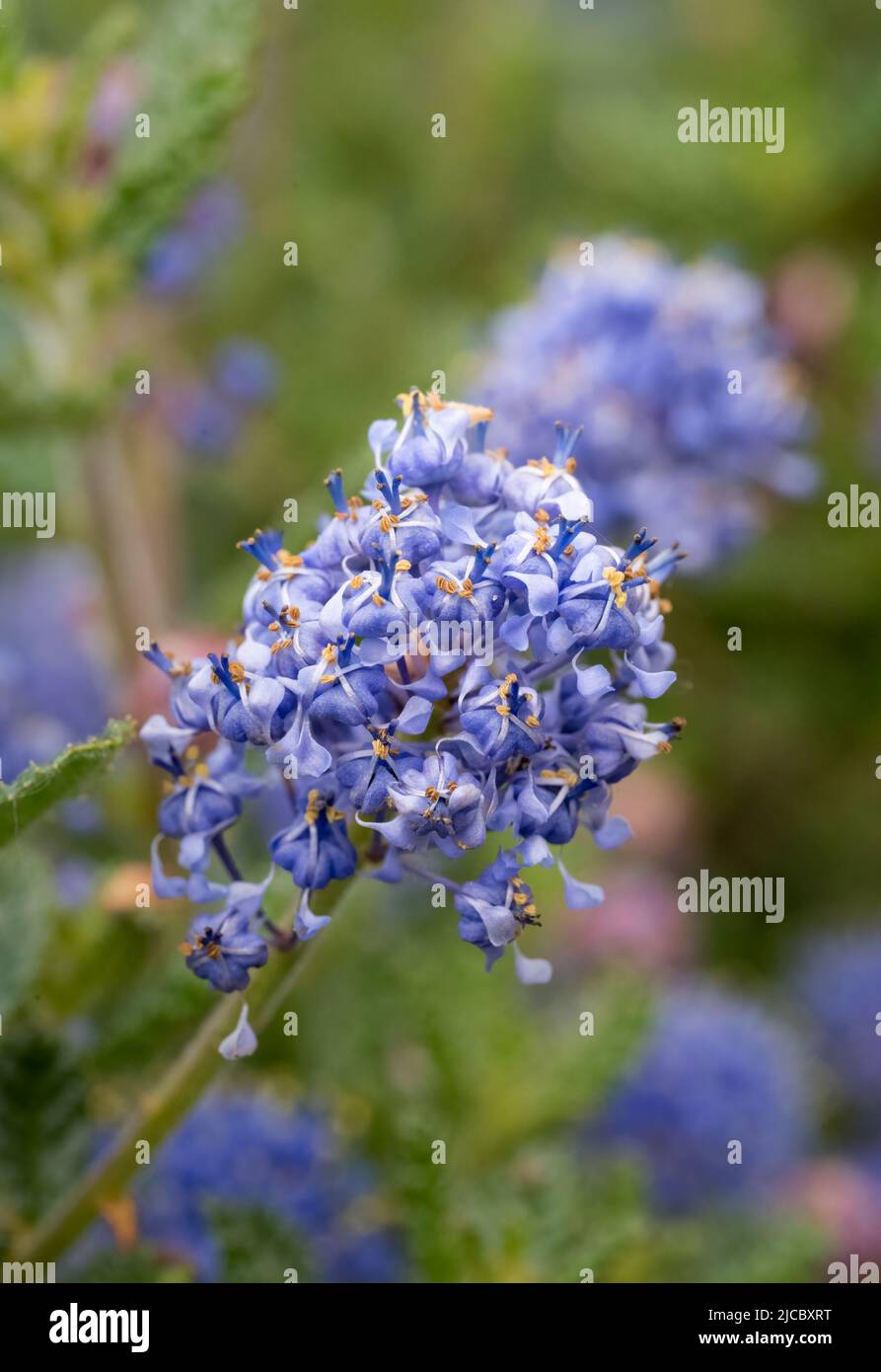 Il bellissimo fiore blu di un arbusto di Ceanotus Foto Stock