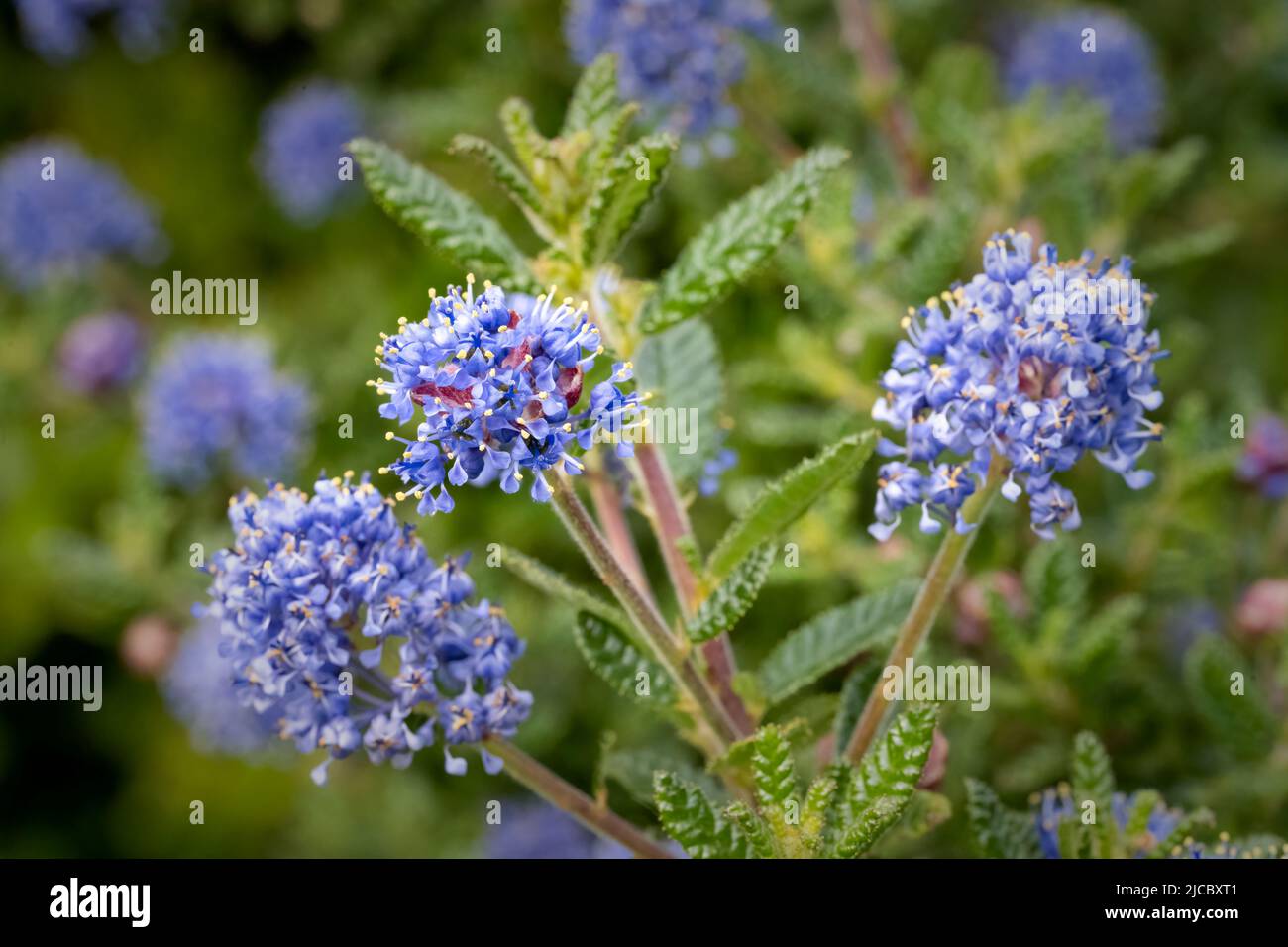Il bellissimo fiore blu di un arbusto di Ceanotus Foto Stock