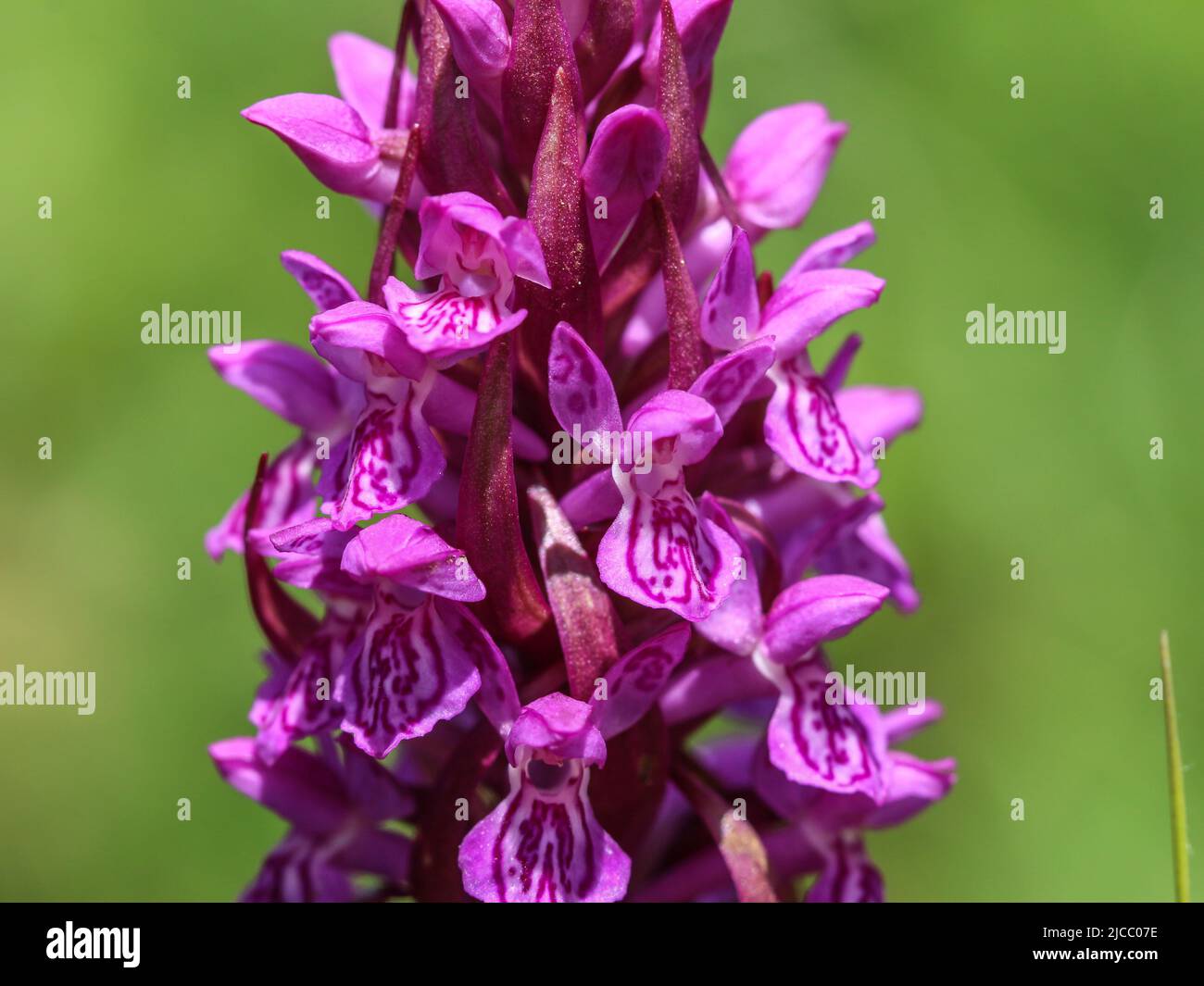 Fiori rosa di palude-orchidea, nome latino Dactylorhiza incarnata nel Parco Nazionale Tara nella Serbia occidentale Foto Stock