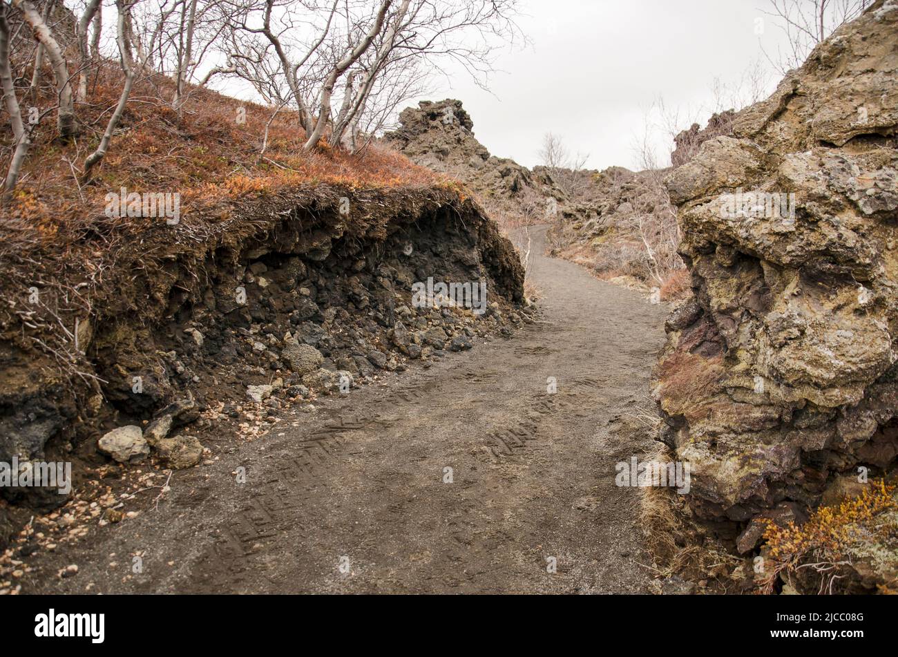 Percorso di ghiaia in un paesaggio con arbusti, sedum e altra vegetazione bassa in un campo di lavafield nella zona di Myvatn in Islanda Foto Stock