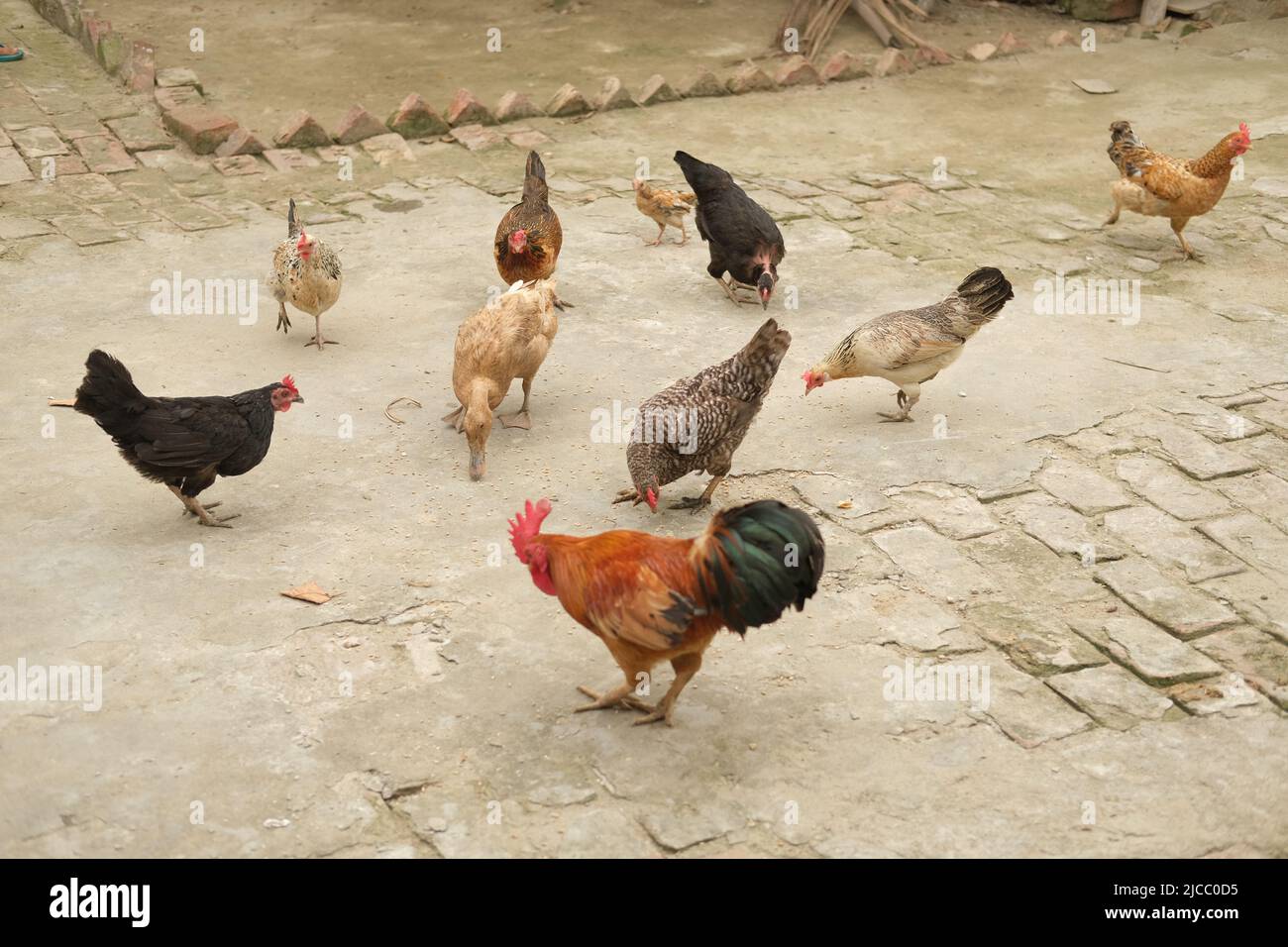 pollo su fienile yard. pollame che coltiva concetto Foto Stock
