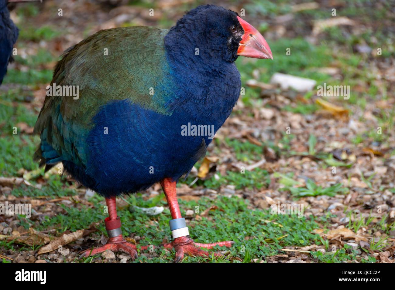 Un takahe, un uccello in via di estinzione senza luce nativo della Nuova Zelanda, a Zealandia, Wellington, Isola del Nord, Nuova Zelanda Foto Stock