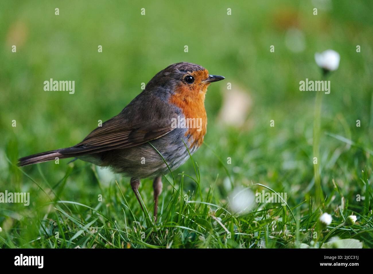 Unione Robin (Erithacus rubecula) Foto Stock