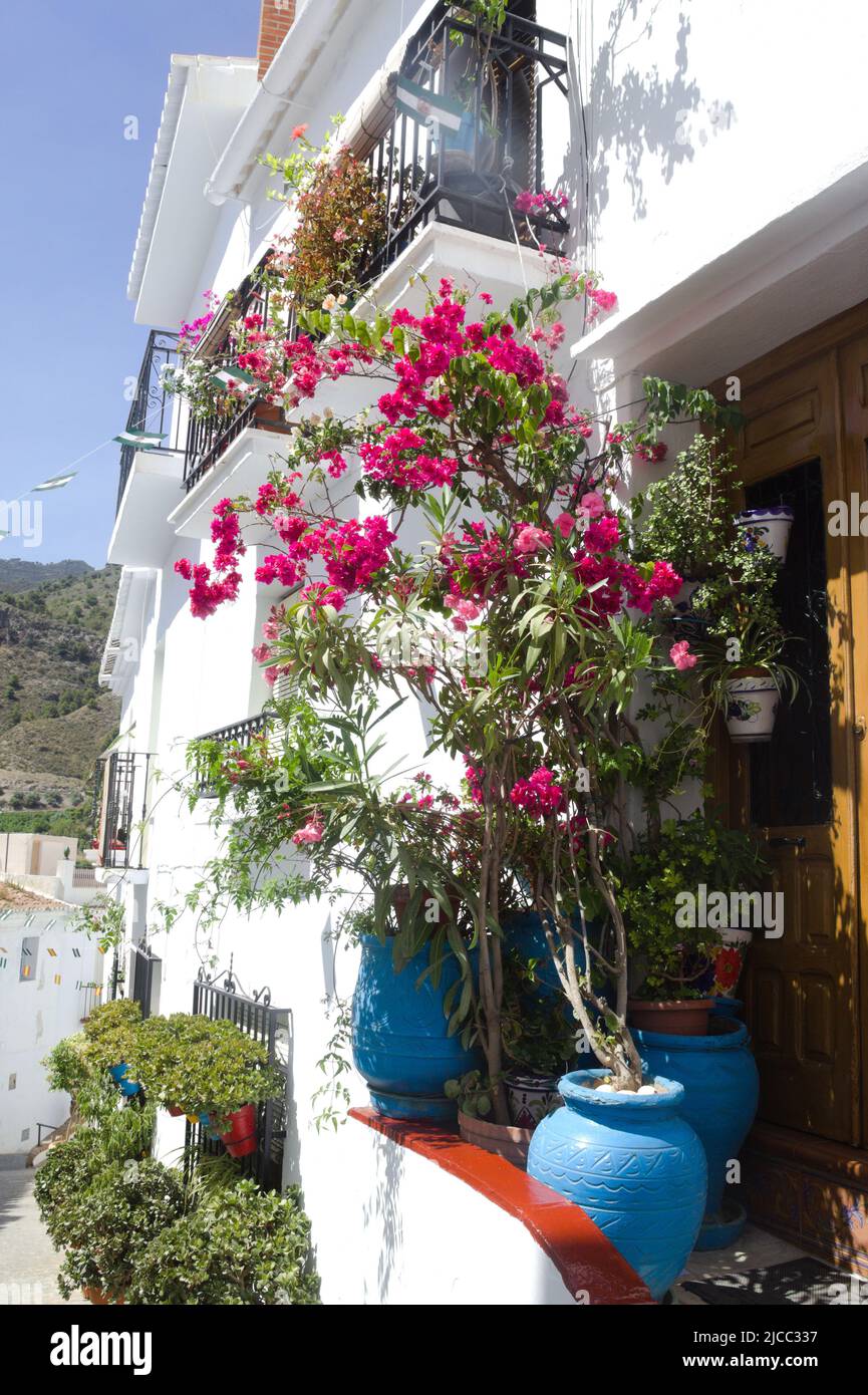 Costa del Sol. Bellissimo villaggio Frigiliana. Antico quartiere moresco storico i fiori di Pretty decorano una vecchia casa pueblo in stile. Foto Stock