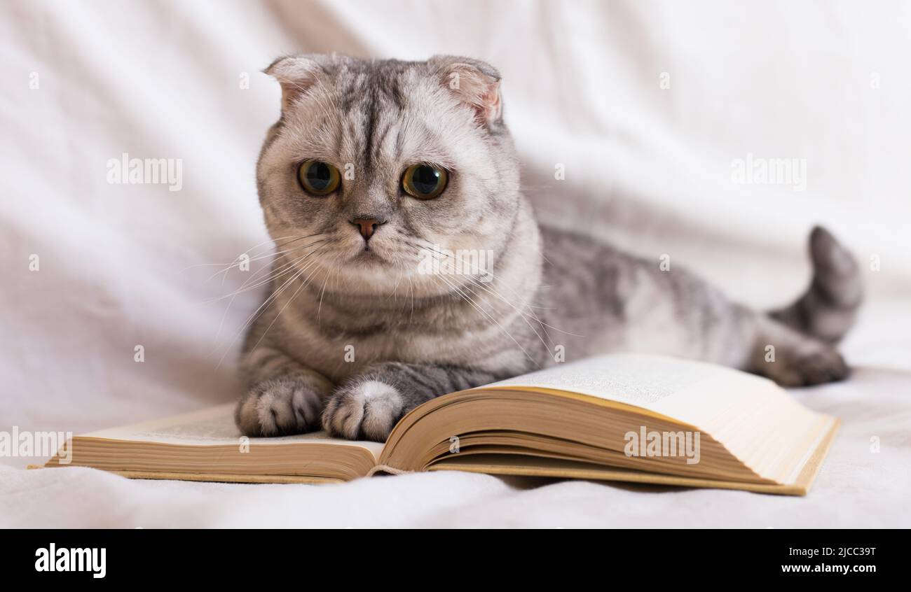 Inquisitivo gatto grigio tabby seduto vicino a libro aperto e bicchieri del proprietario Foto Stock