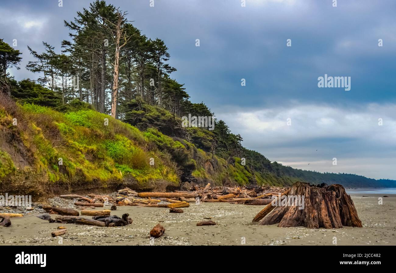 Tronchi di alberi caduti a bassa marea sull'Oceano Pacifico in Olympic, Parco Nazionale, Washington, USA Foto Stock