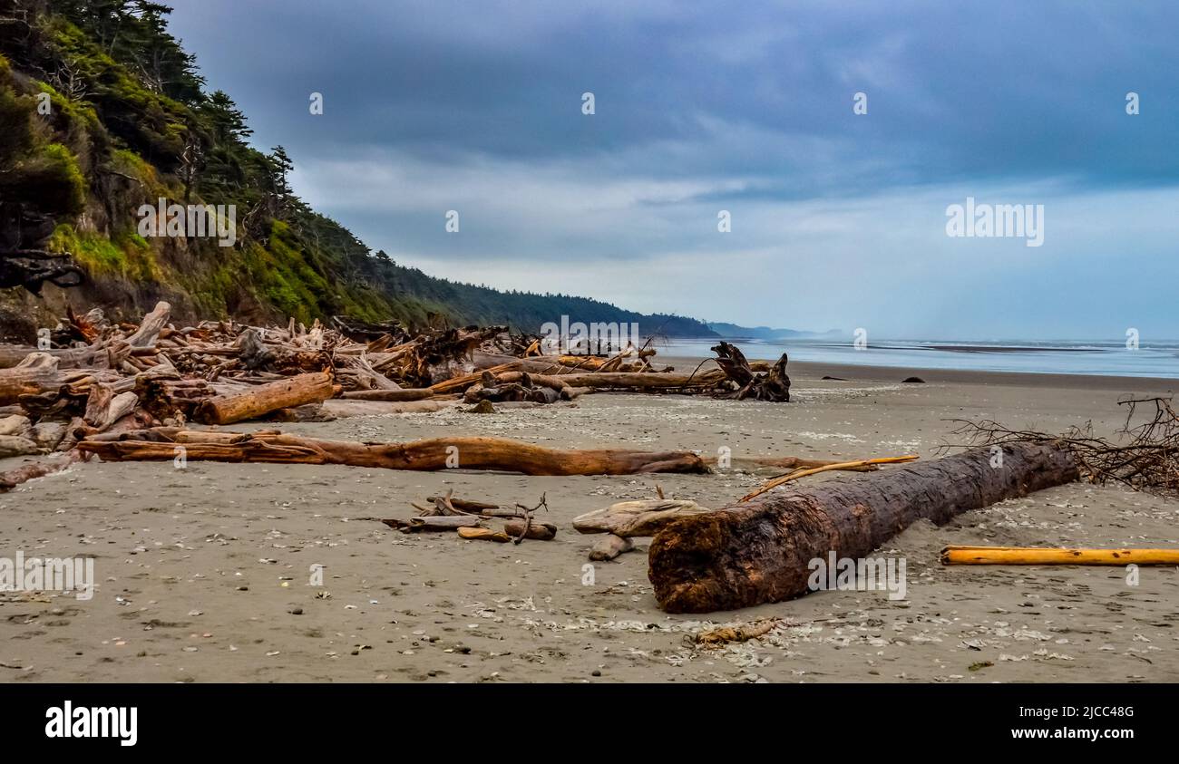 Tronchi di alberi caduti a bassa marea sull'Oceano Pacifico in Olympic, Parco Nazionale, Washington, USA Foto Stock