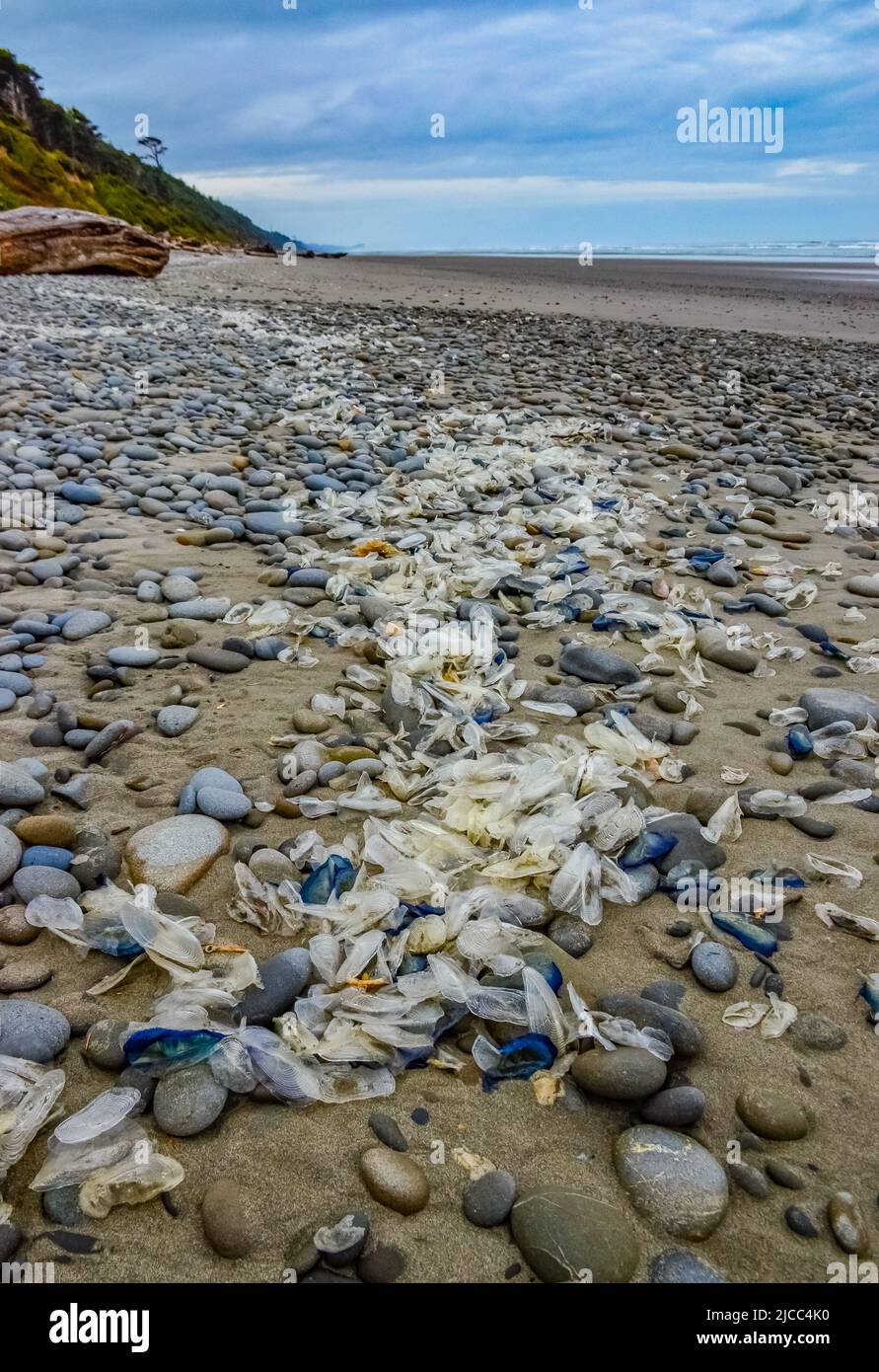 Medusa blu VELELLA sp., presa a terra dalla tempesta, sulle rive dell'Oceano Pacifico nell'Olympic National Park, Washington, USA Foto Stock