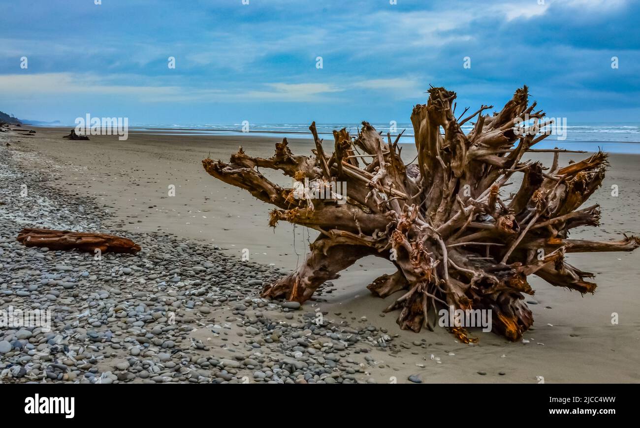 Tronchi di alberi caduti a bassa marea sull'Oceano Pacifico in Olympic, Parco Nazionale, Washington, USA Foto Stock