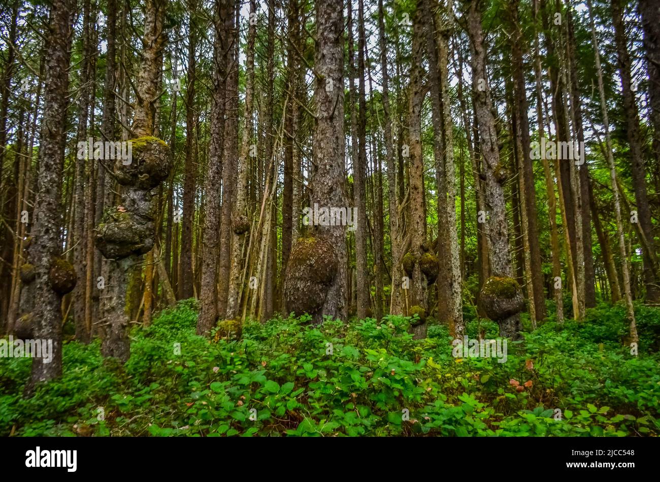 Vecchi alberi con affioramento su tronchi nella foresta sulle rive dell'Oceano Pacifico nel Parco Nazionale Olimpico, Washington, USA Foto Stock