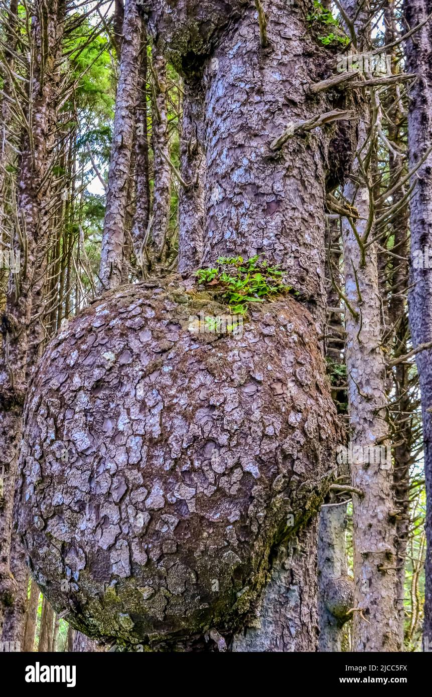 Vecchi alberi con affioramento su tronchi nella foresta sulle rive dell'Oceano Pacifico nel Parco Nazionale Olimpico, Washington, USA Foto Stock
