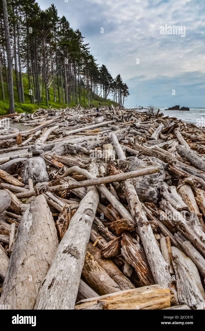 Tronchi di alberi caduti a bassa marea sull'Oceano Pacifico in Olympic, Parco Nazionale, Washington, USA Foto Stock