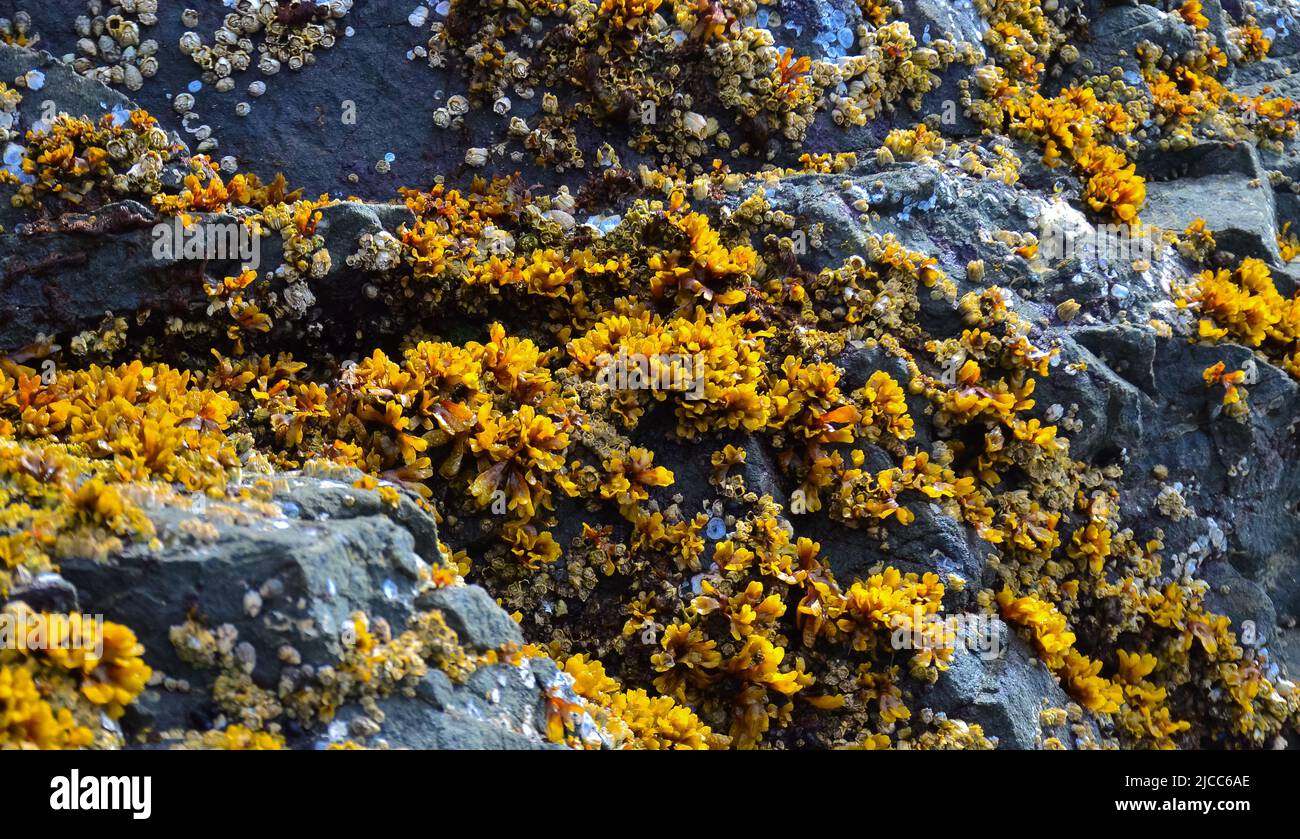 Crescita eccessiva da organismi acquatici (Balanus) e alghe sulle rocce sulle rive dell'Oceano Pacifico nel Parco Nazionale Olimpico, Washington Foto Stock