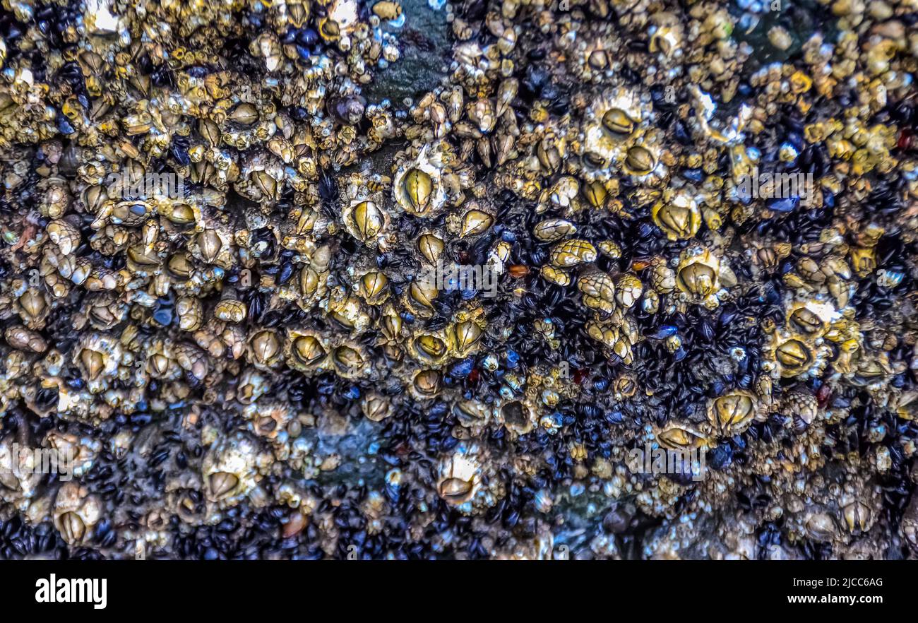 Crescita eccessiva da parte di organismi acquatici (Balanus) e alghe sulle rocce sulle rive dell'Oceano Pacifico nel Parco Nazionale Olimpico, Washington, USA Foto Stock