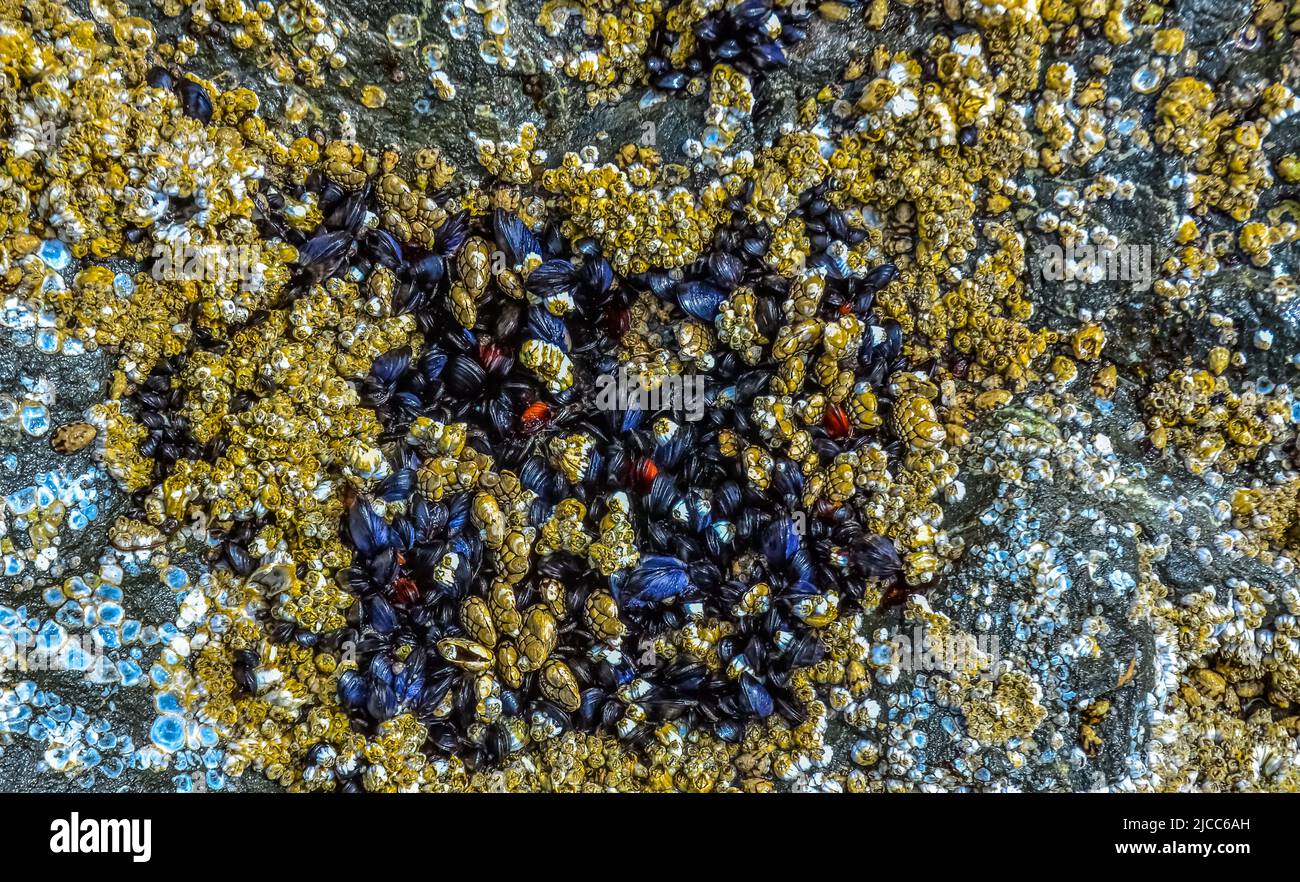 Crescita eccessiva da parte di organismi acquatici (Balanus) e alghe sulle rocce sulle rive dell'Oceano Pacifico nel Parco Nazionale Olimpico, Washington, USA Foto Stock