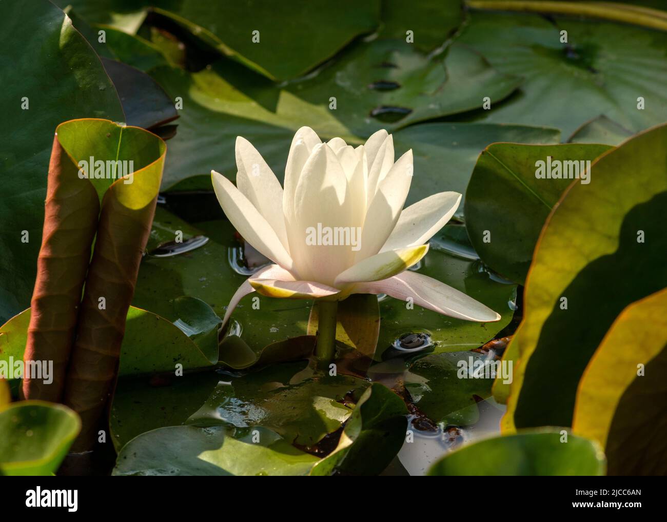 Acqua bianca europea Lily Nymphaea alba o bianco nenuphar circondato da foglie in stagno Foto Stock