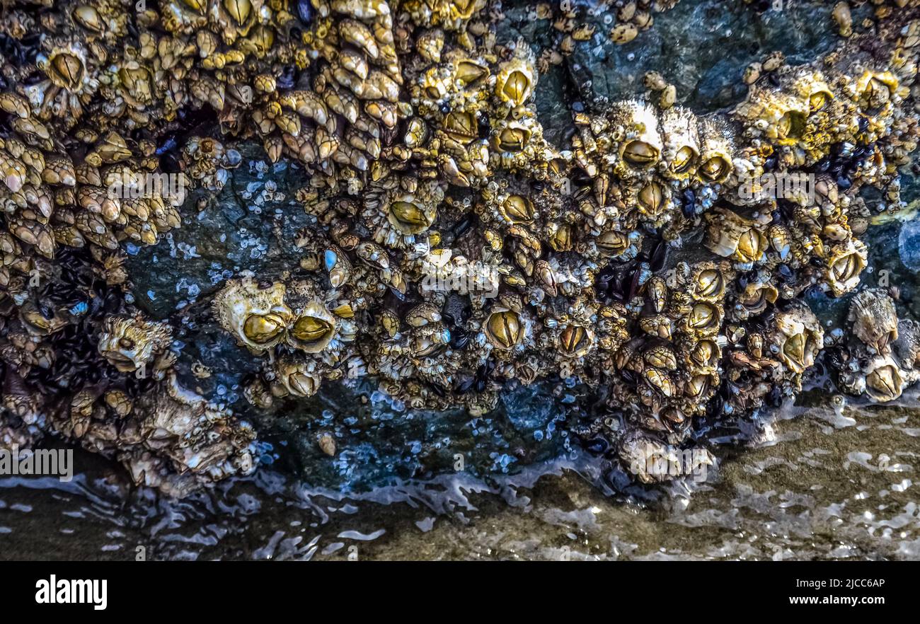 Crescita eccessiva da parte di organismi acquatici (Balanus) e alghe sulle rocce sulle rive dell'Oceano Pacifico nel Parco Nazionale Olimpico, Washington, USA Foto Stock
