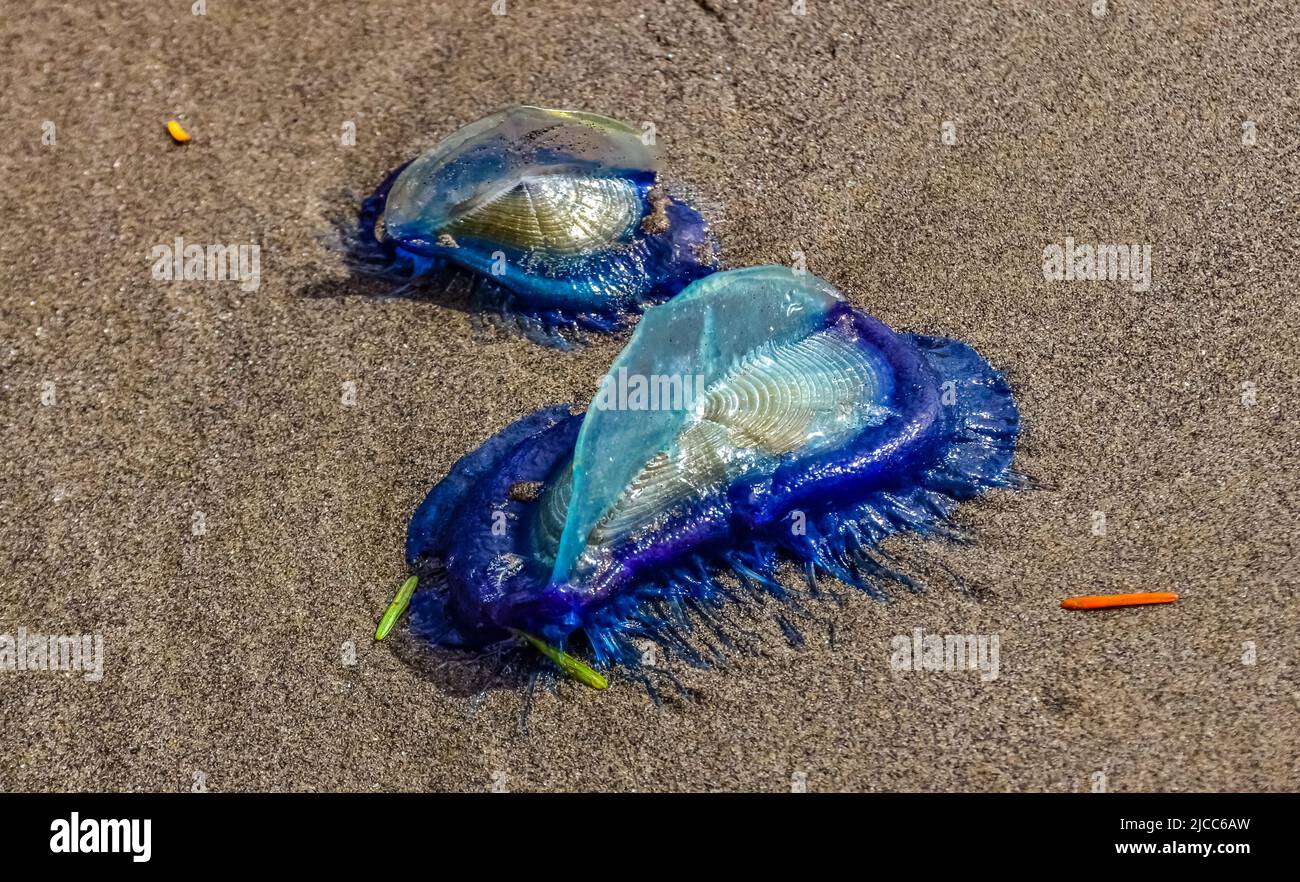 Medusa blu VELELLA sp., presa a terra dalla tempesta, sulle rive dell'Oceano Pacifico nell'Olympic National Park, Washington, USA Foto Stock