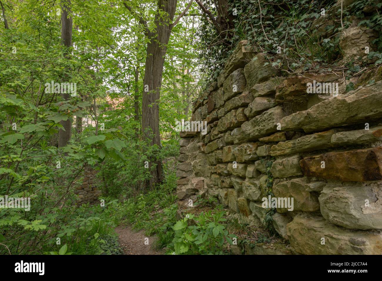 Rete der alten Mauern der Burg Wohldenberg ,mit Efeu bewachsen und von dem jungen grün der Bäume im Frühling umgeben. Foto Stock