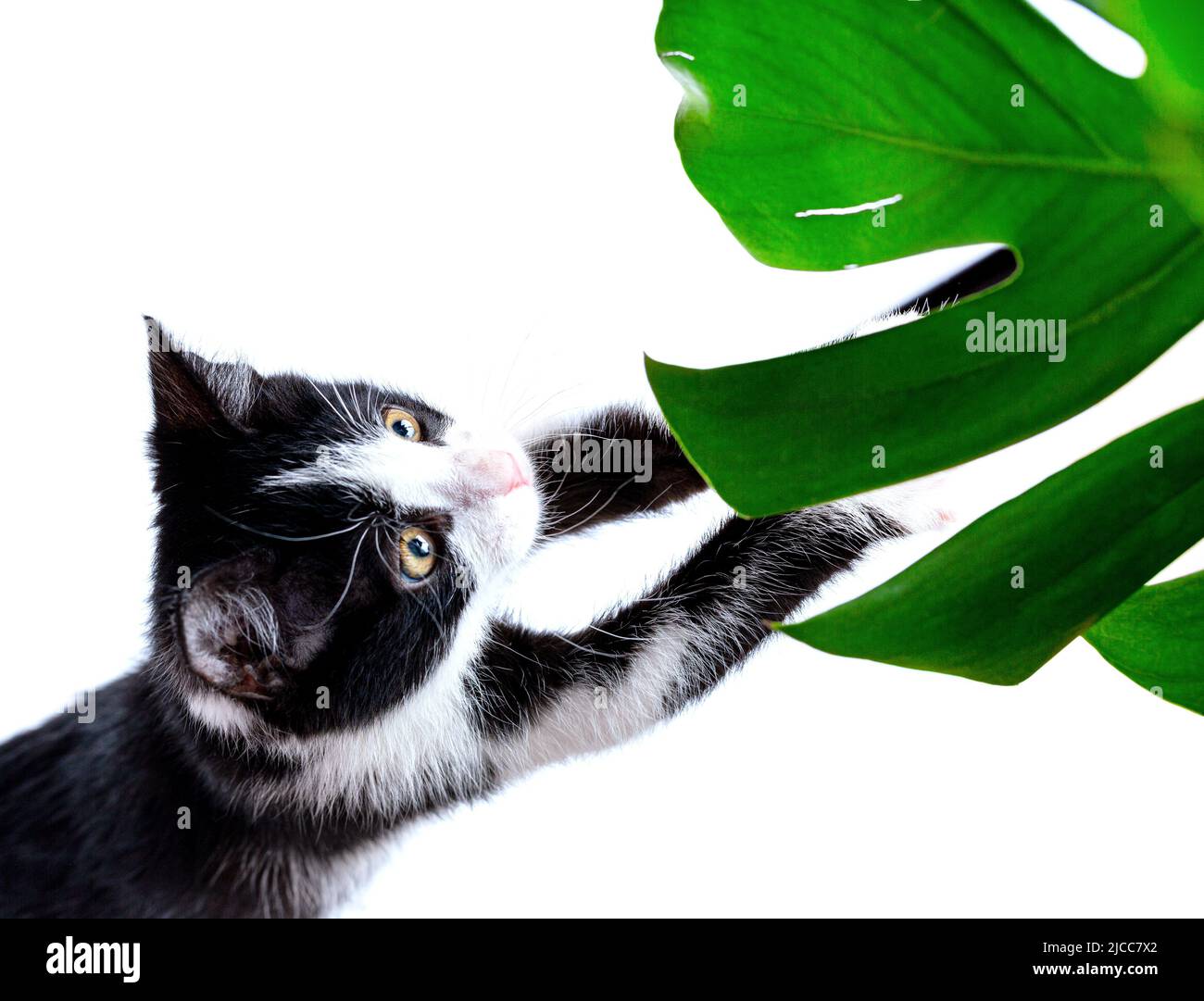Il gattino graffia con le zampe una foglia di monstera, piante interne. Comportamento negativo degli animali. Foto Stock