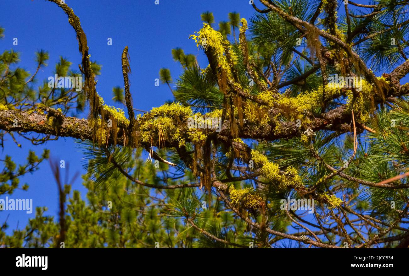 Licheni e muschi su rami di alberi in natura nello Utah, USA Foto Stock