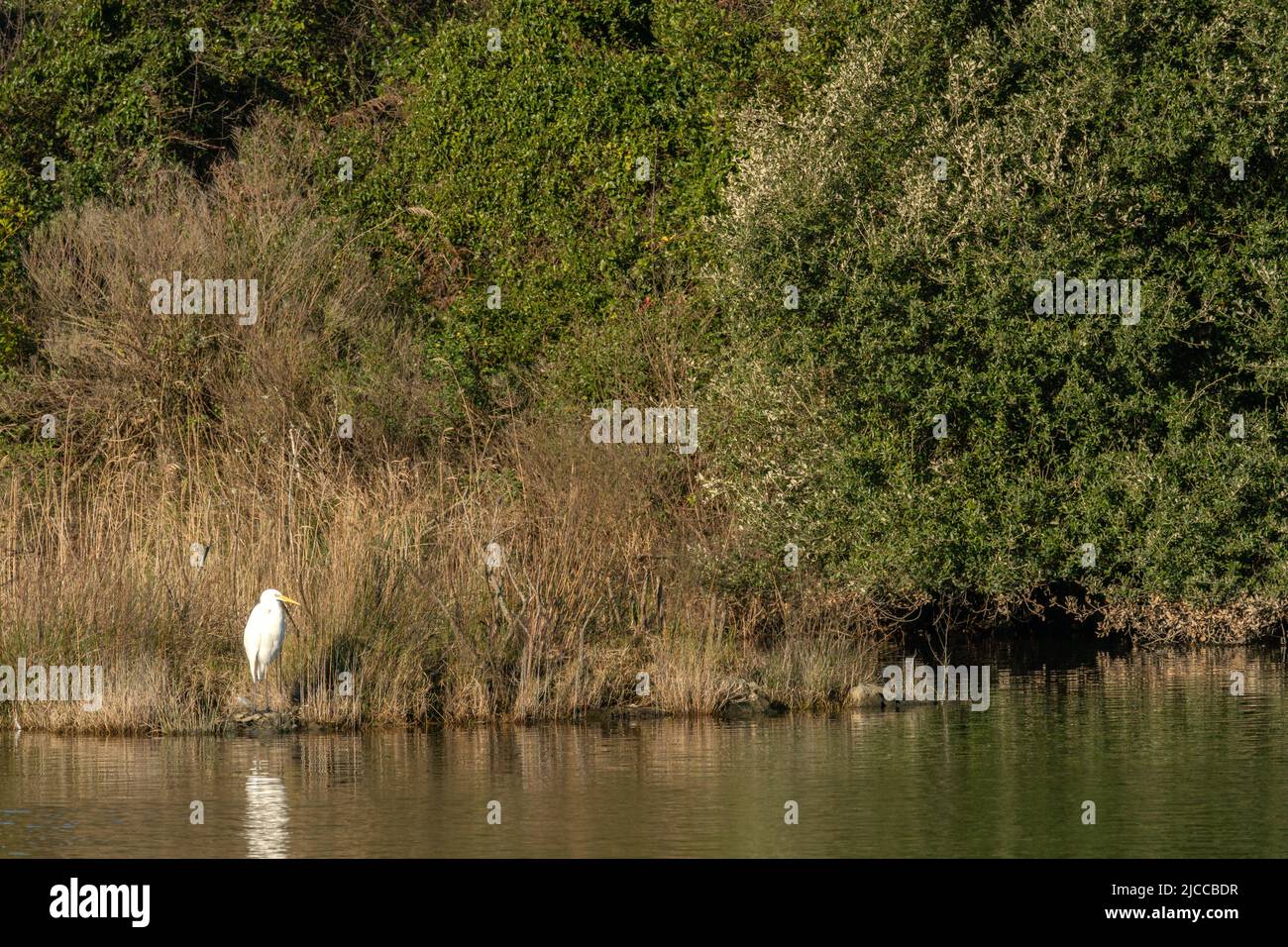 Parco naturale delle paludi di Joyel in Cantabria in una giornata di sole. Foto Stock