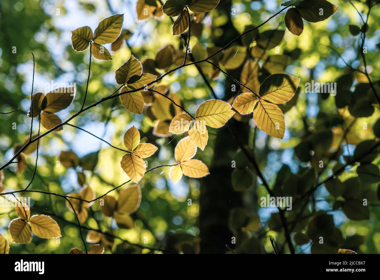 Faggi orientali (Fagus orientalis) fogliame dorato Foto Stock
