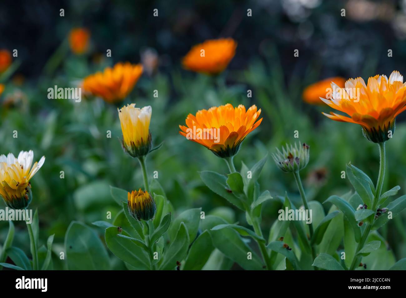 Vaso marigold (Calendula officinalis) fiori d'arancio Foto Stock