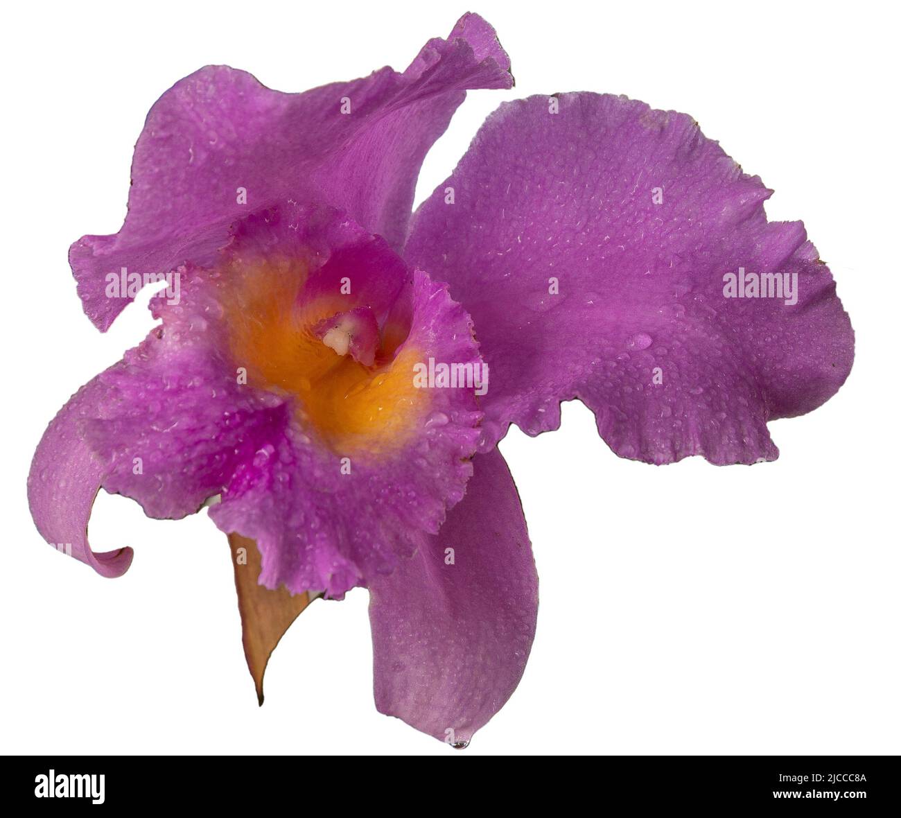 Grande orchidea viola isolato su sfondo bianco. Lilla Cattleya fiore. Germogli pianta. Cattleya Orchid BLC Triumphal Coronation Seto Cattleyas, Vandas, Dendrobiums in fiore. Foto Stock
