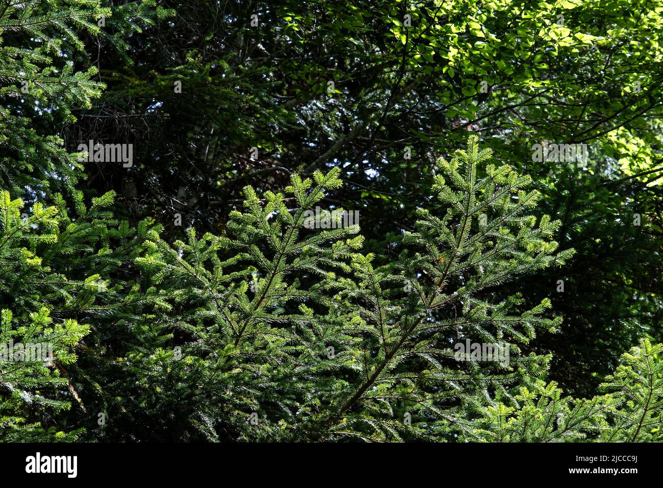 Aby alba o europeo abete bianco sempreverde conifere verde ago-come fogliame Foto Stock