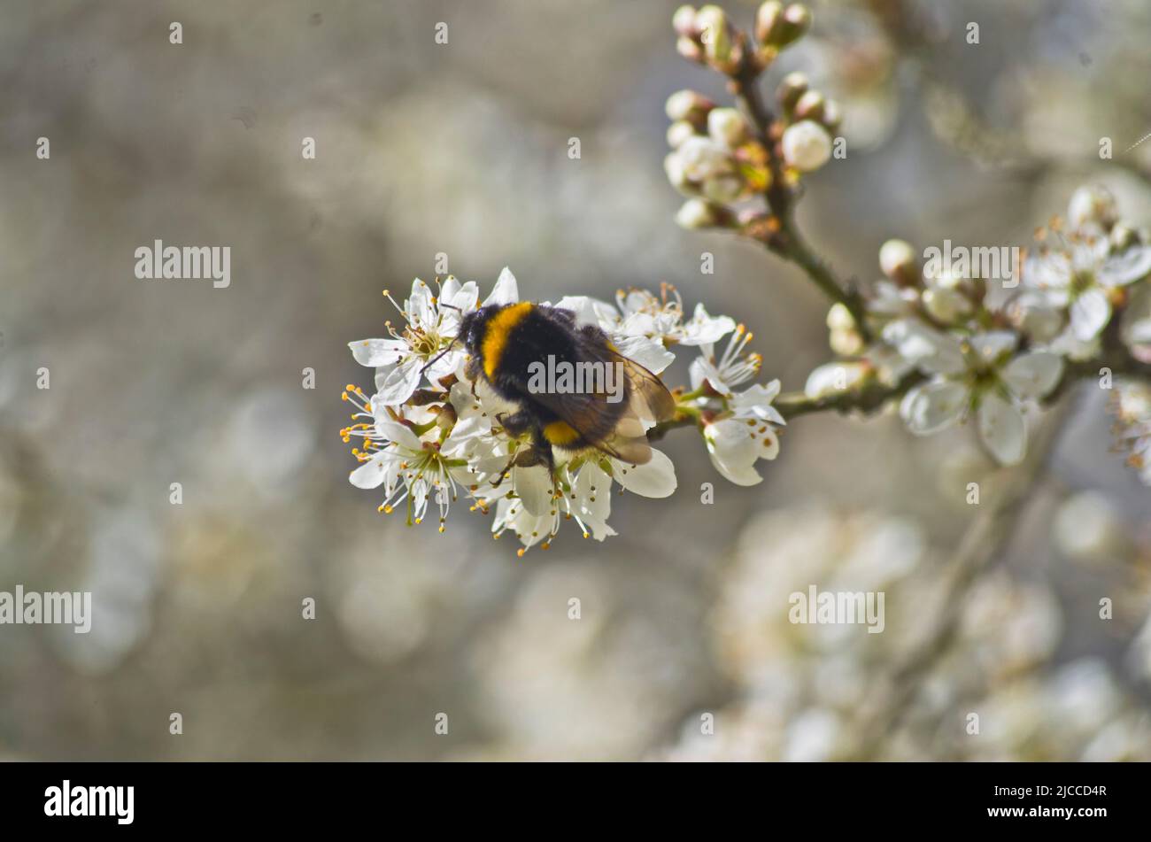 Un Bmblebee si nutre del nettare di un albero di ciliegia in fiore ai piedi del Dunstable Downs Foto Stock