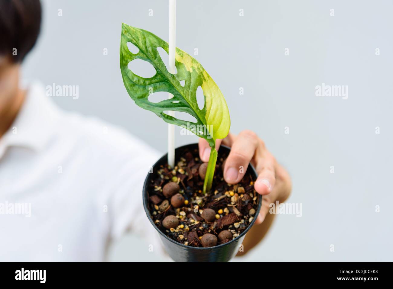 Monstera adansonii aurea variegato gigante Foto Stock