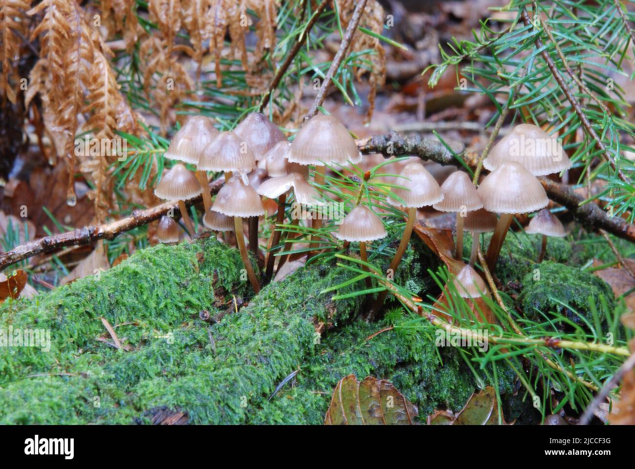 Comune fungo Bonnet in una scena boschiva umida. New Forest UK Foto Stock