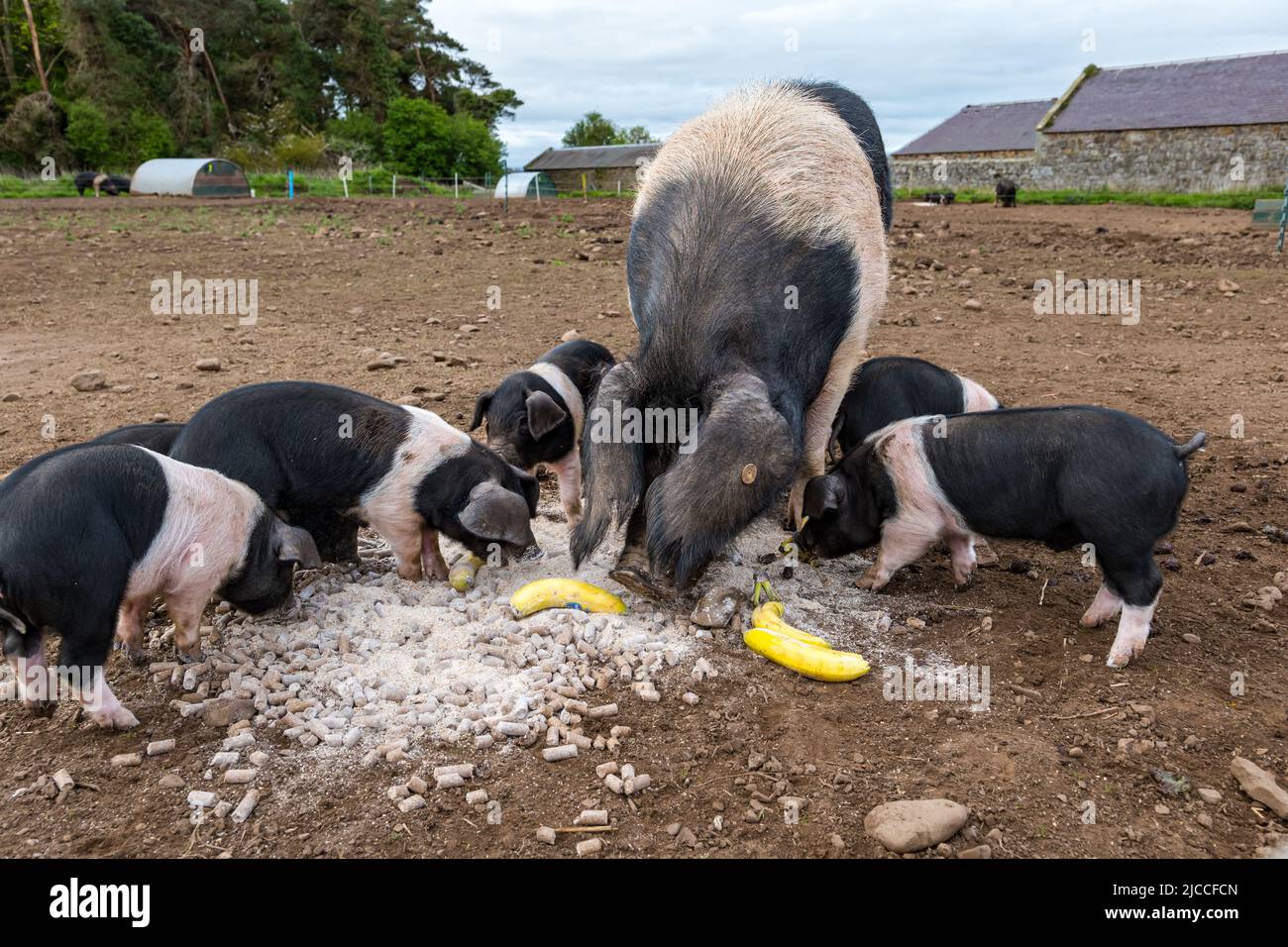 Pedigree Saddleback suinetti e sema che si nutrono di farina e banane, East Fortune Farm, East Lothian, Scozia, Regno Unito Foto Stock