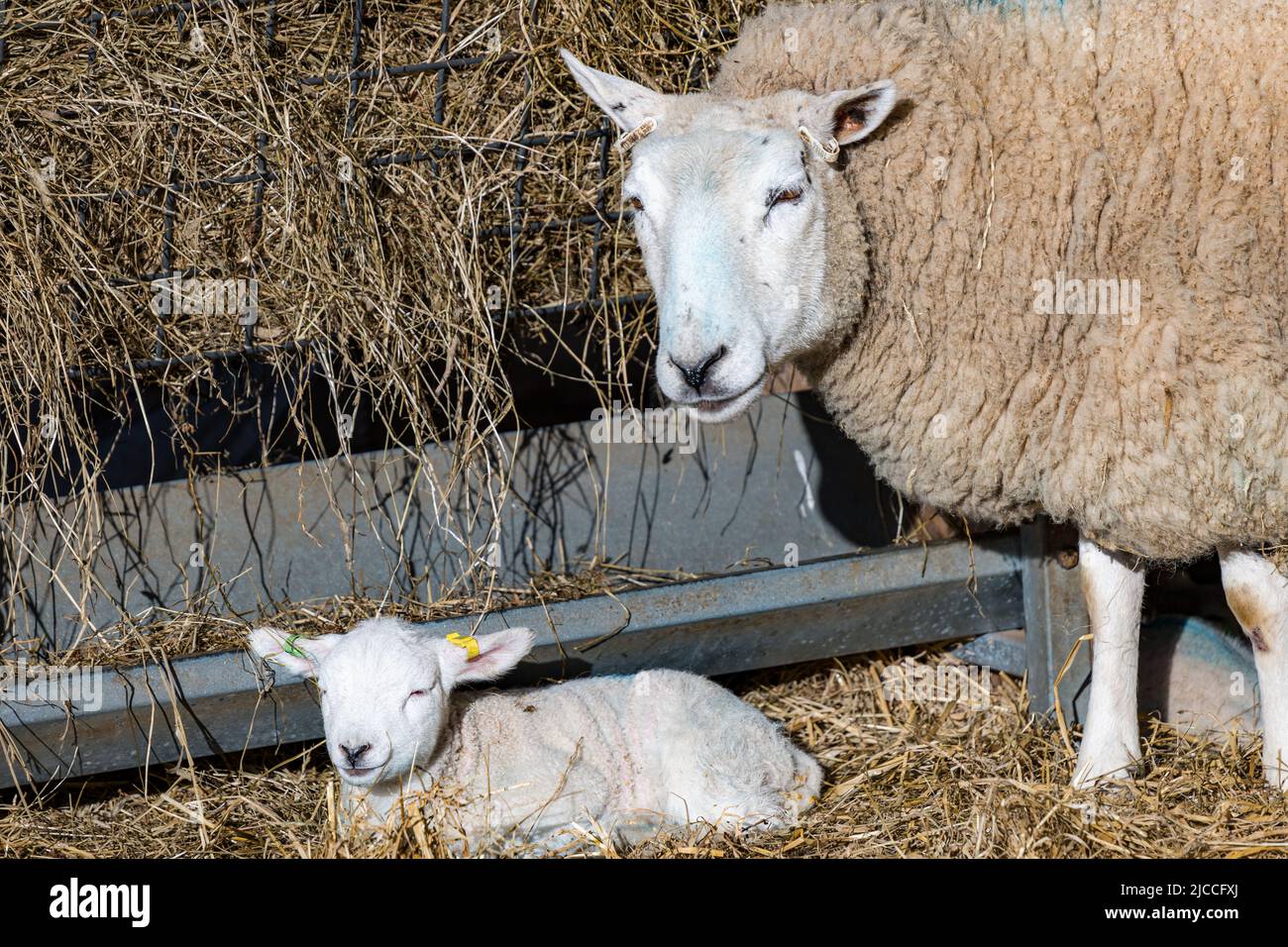 Carino agnello di Lleyn neonato in fieno e pecora pecora in capanna di agnello, East Fortune Farm, East Lothian, Scozia, Regno Unito Foto Stock