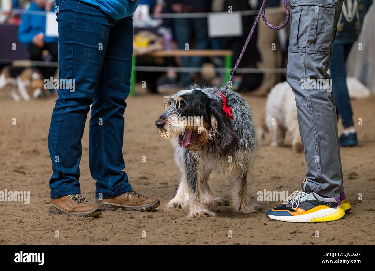 Griffon Bleu de Gascogne cane in testa in un'arena a uno spettacolo di cani, Scozia, Regno Unito Foto Stock