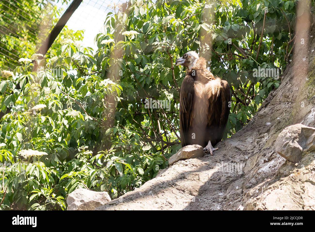 Griffon è un uccello selvatico e rapace, un uccello griffin in uno zoo. Nuovo. Foto Stock