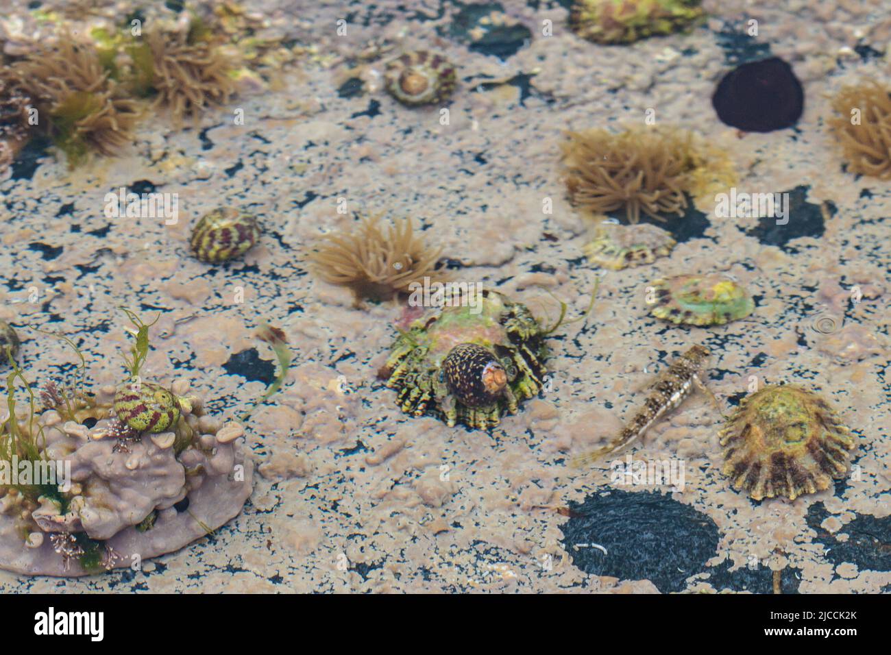 Flora e fauna della piscina di roccia marea al contrassegno di marea media fuori di un porto della Cornovaglia. Comprende animali domestici, lumache e altre forme di vita acquatica Foto Stock