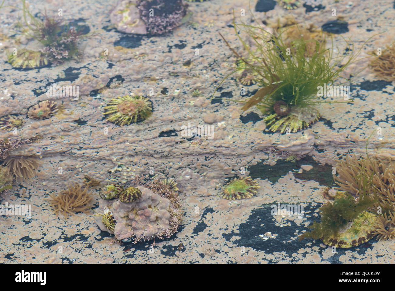 Flora e fauna della piscina di roccia marea al contrassegno di marea media fuori di un porto della Cornovaglia. Comprende animali domestici, lumache e altre forme di vita acquatica Foto Stock