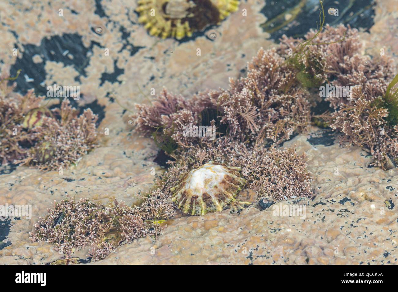 Flora e fauna della piscina di roccia marea al contrassegno di marea media fuori di un porto della Cornovaglia. Comprende animali domestici, lumache e altre forme di vita acquatica Foto Stock